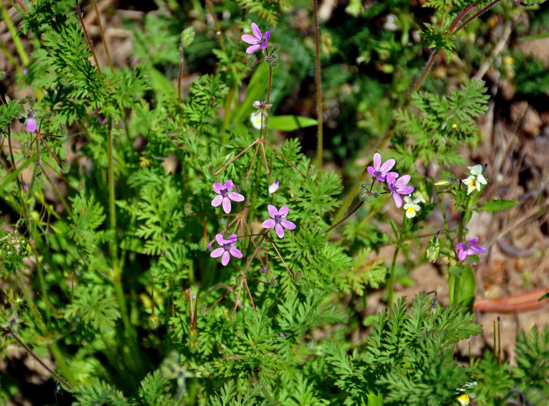 Изображение особи Erodium cicutarium.