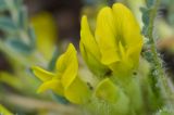 genus Astragalus