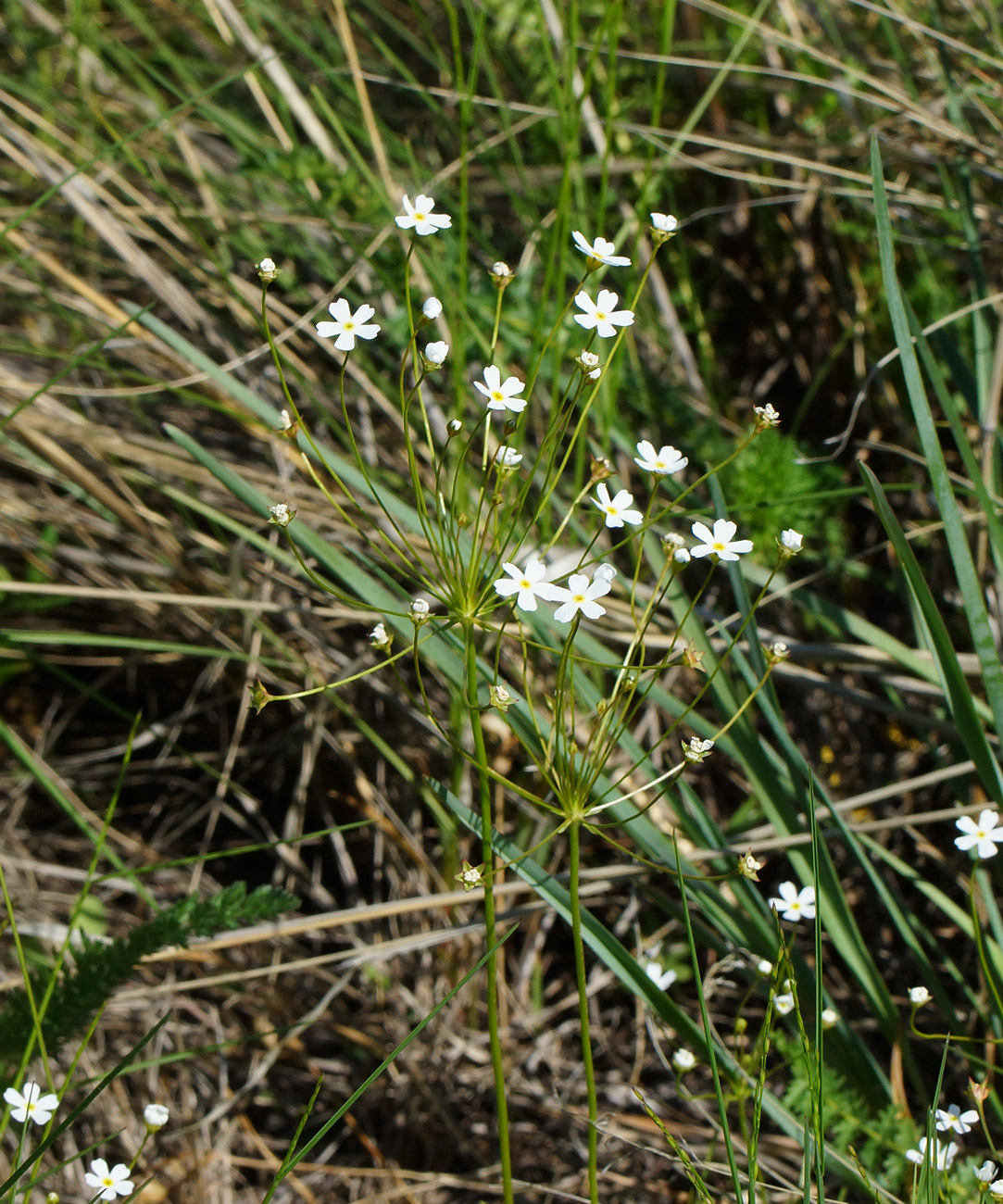 Image of Androsace lactiflora specimen.