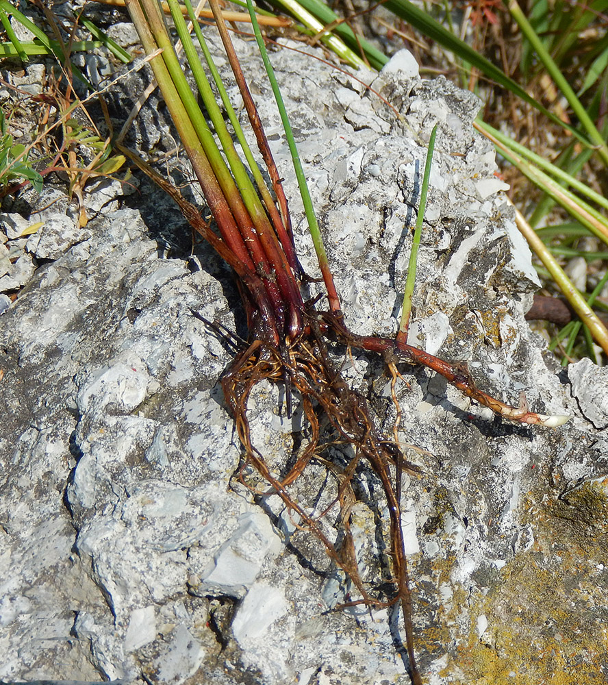 Изображение особи Eleocharis palustris.