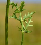 Pimpinella