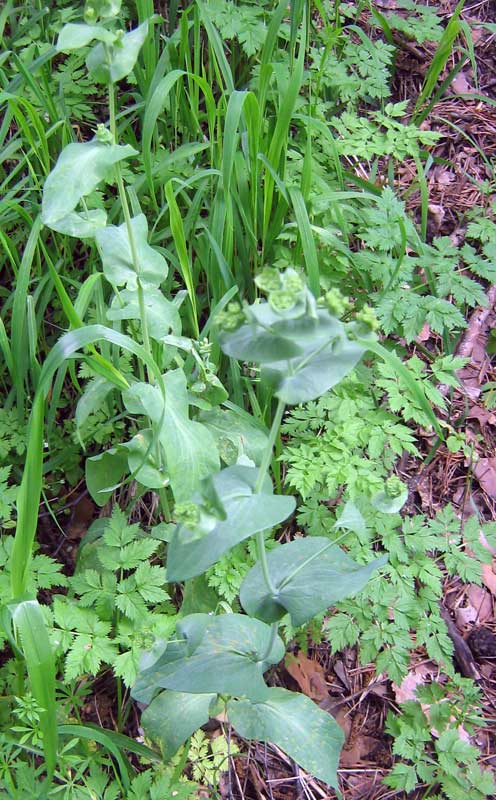 Изображение особи Bupleurum longifolium ssp. aureum.