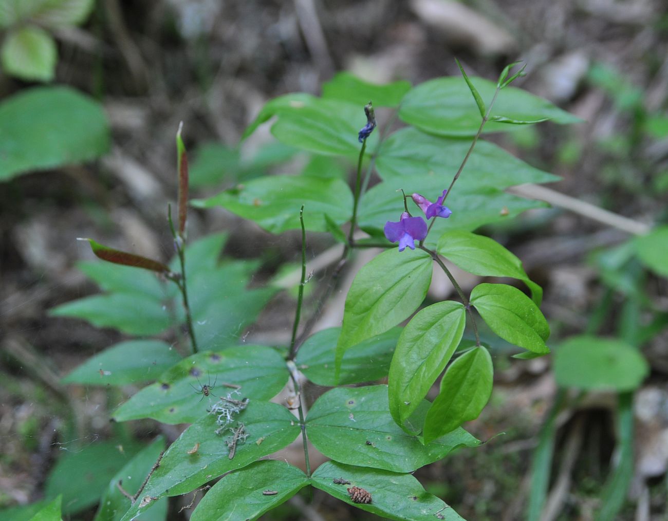 Изображение особи Lathyrus vernus.