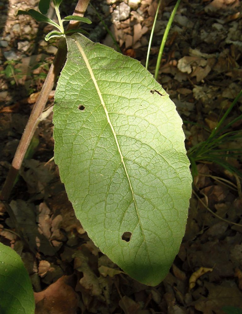 Image of Inula conyza specimen.