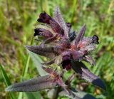 Nonea rossica