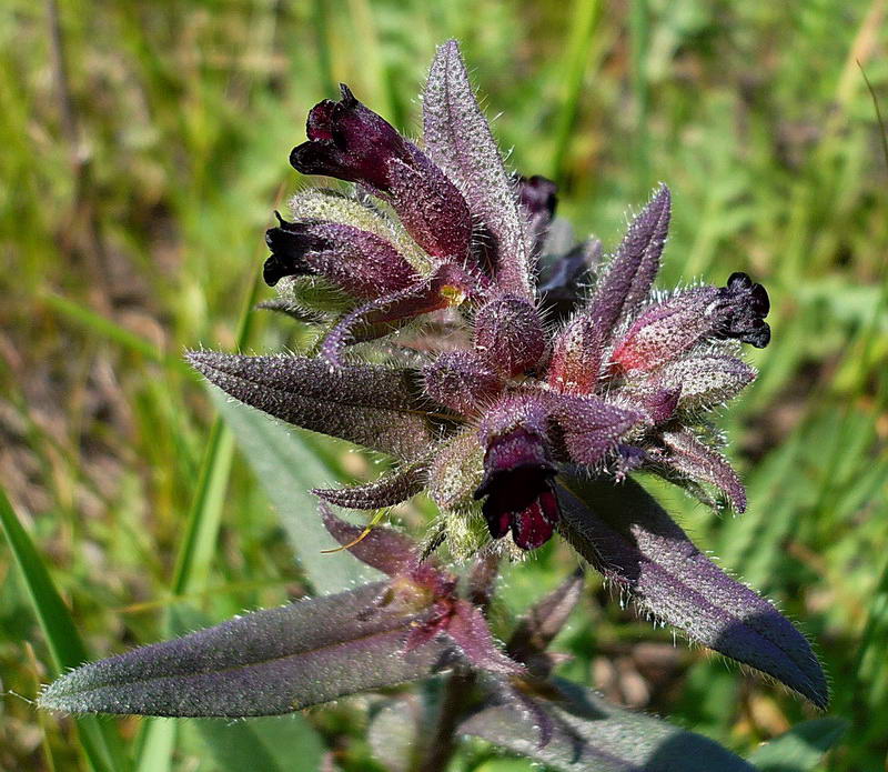 Image of Nonea rossica specimen.