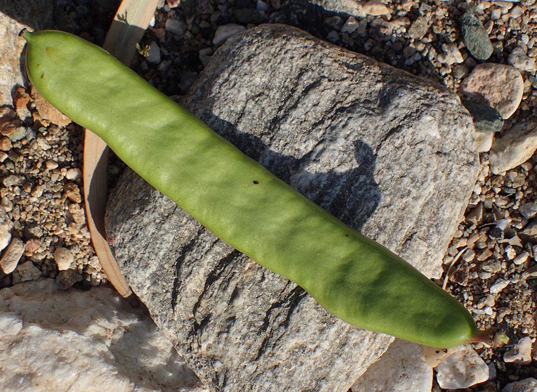 Image of Ceratonia siliqua specimen.