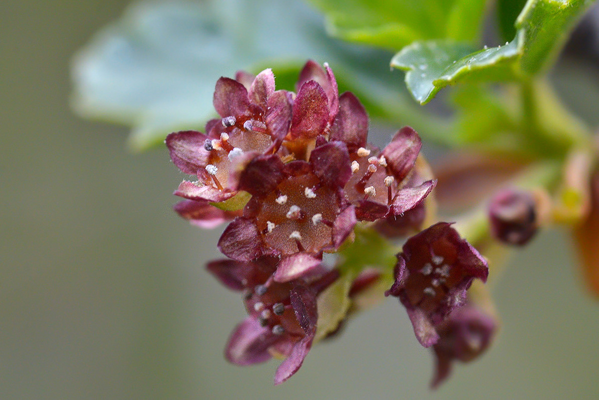 Image of Ribes heterotrichum specimen.