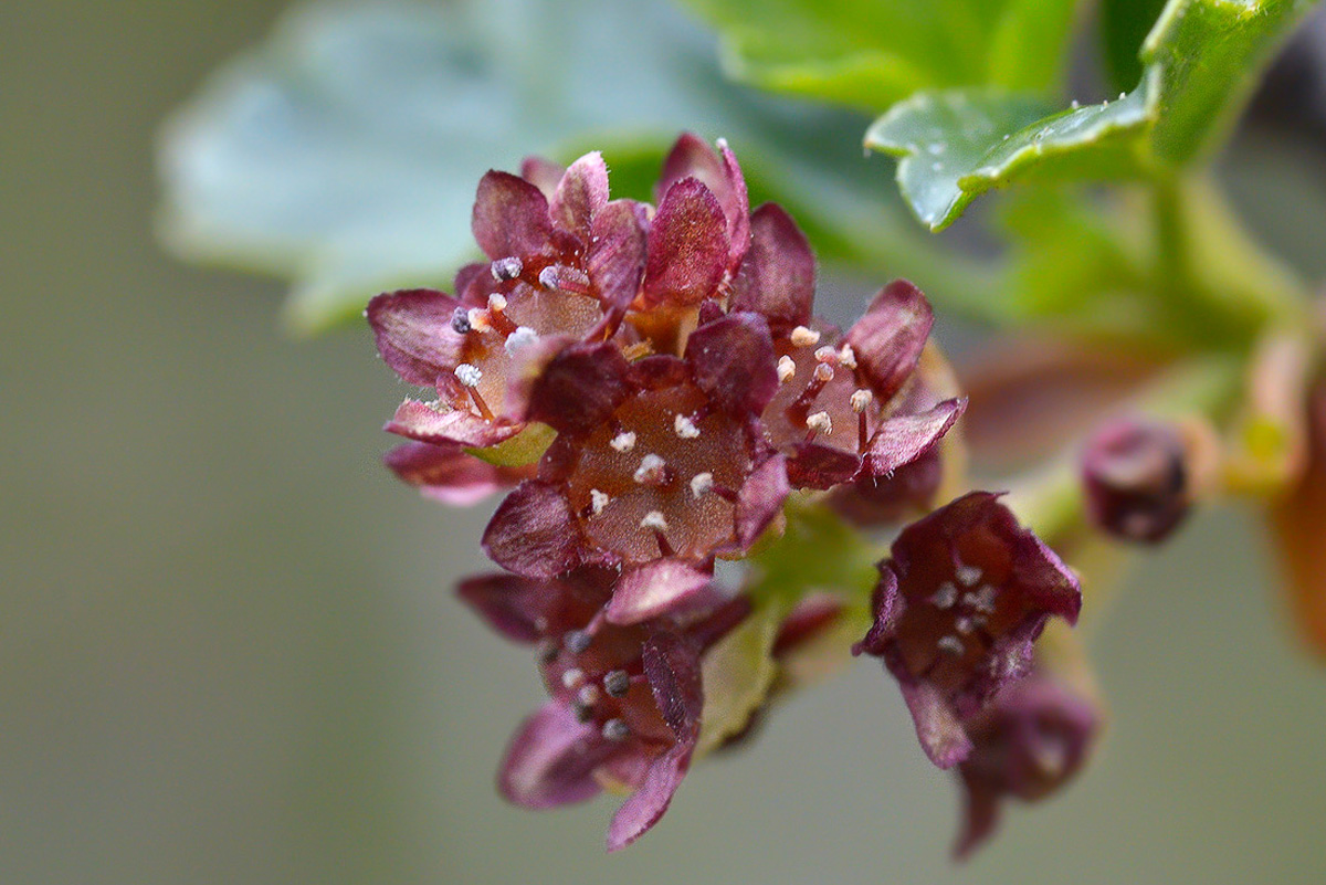 Изображение особи Ribes heterotrichum.