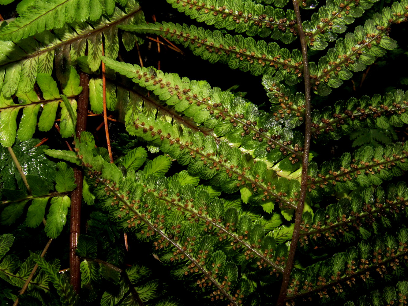 Image of Dryopteris filix-mas specimen.