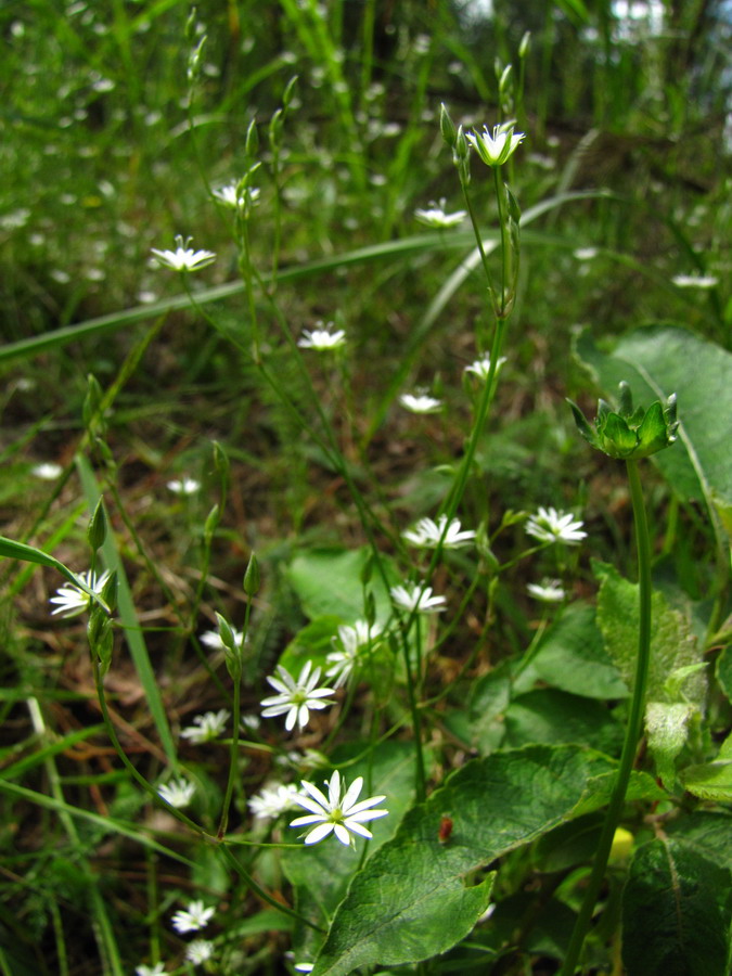 Изображение особи Stellaria graminea.