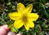 genus Ranunculus