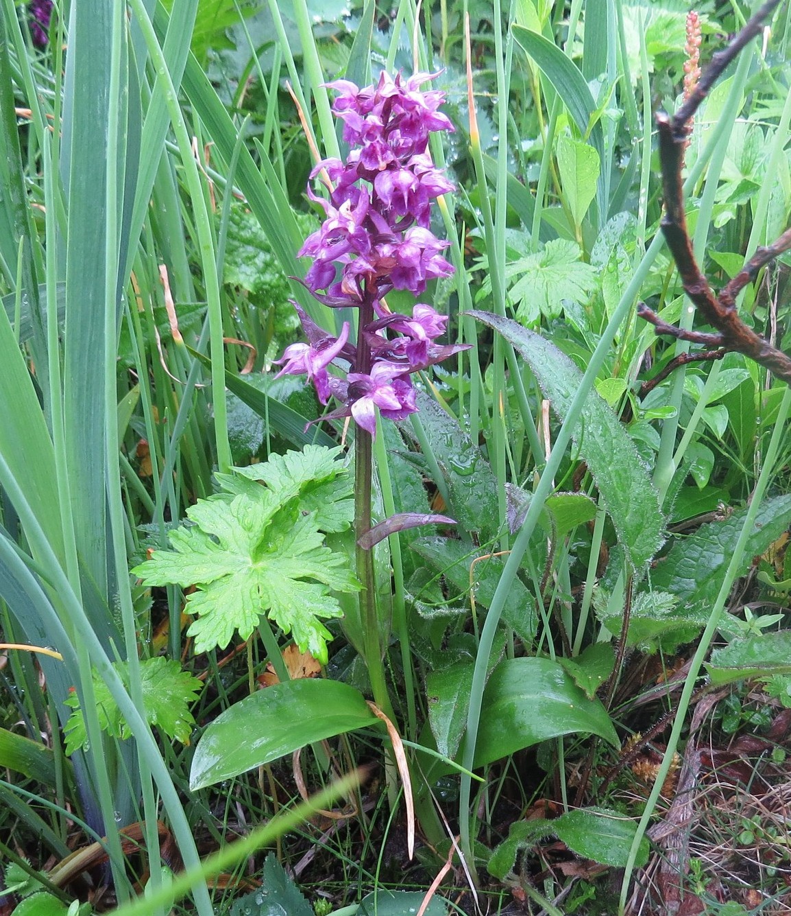 Image of Dactylorhiza aristata specimen.