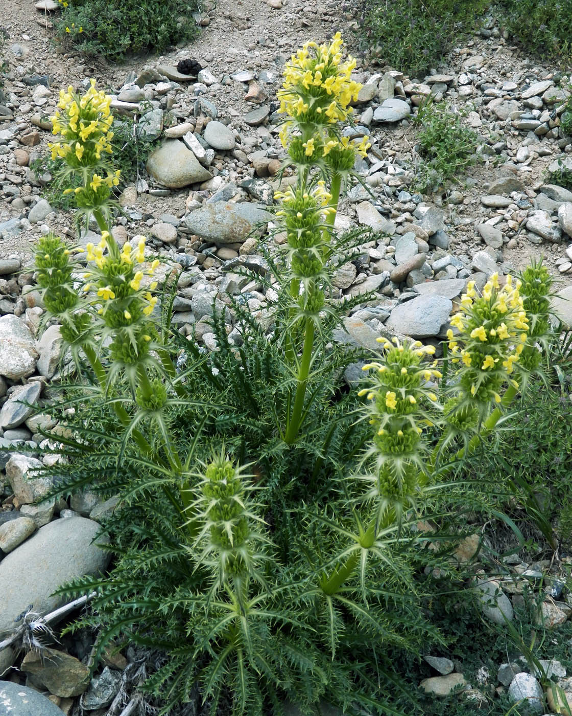 Image of Morina coulteriana specimen.
