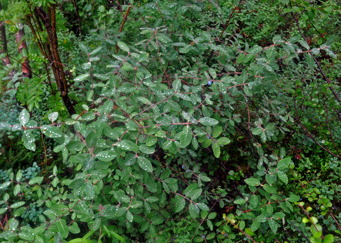 Image of Lonicera pallasii specimen.