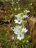 Ornithogalum thyrsoides