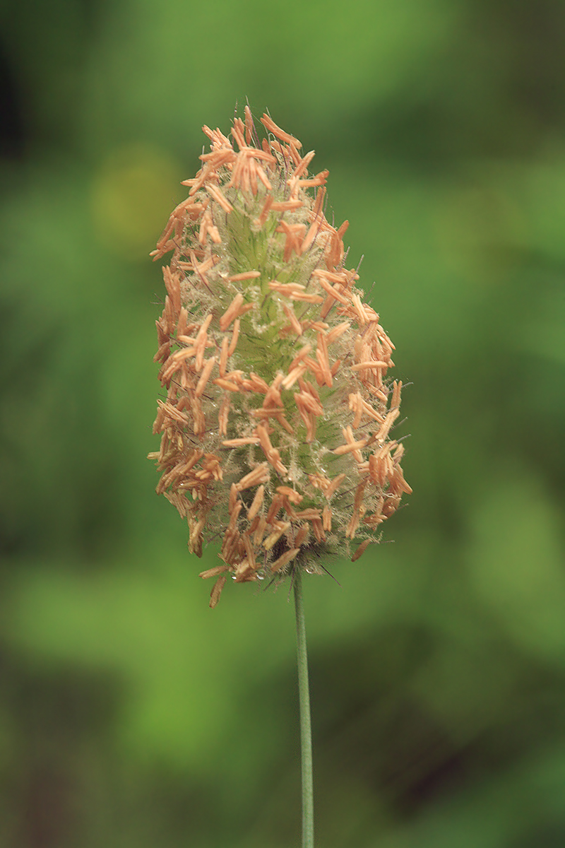 Image of Alopecurus brachystachyus specimen.