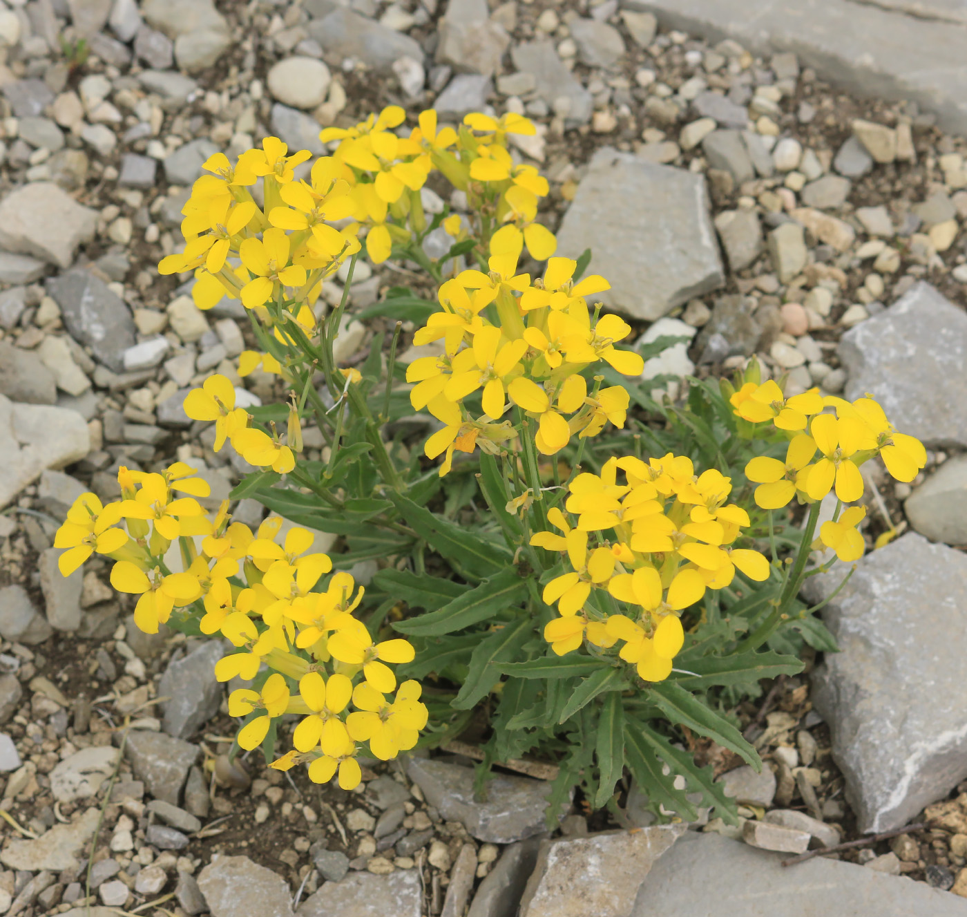 Image of Erysimum callicarpum specimen.