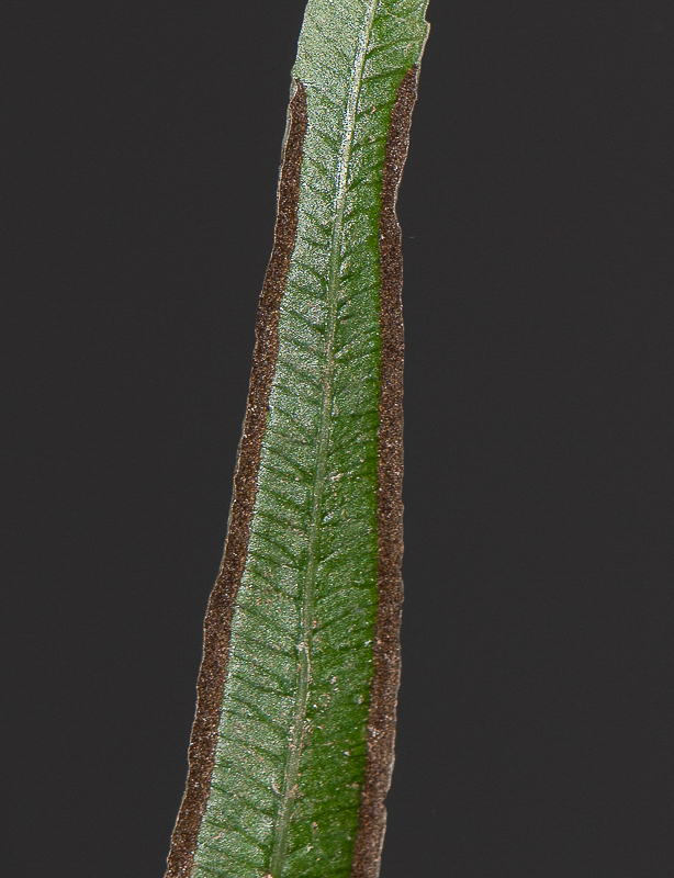 Image of Pteris cretica specimen.