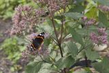 Eupatorium purpureum