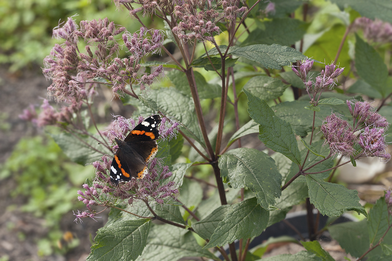 Image of Eupatorium purpureum specimen.