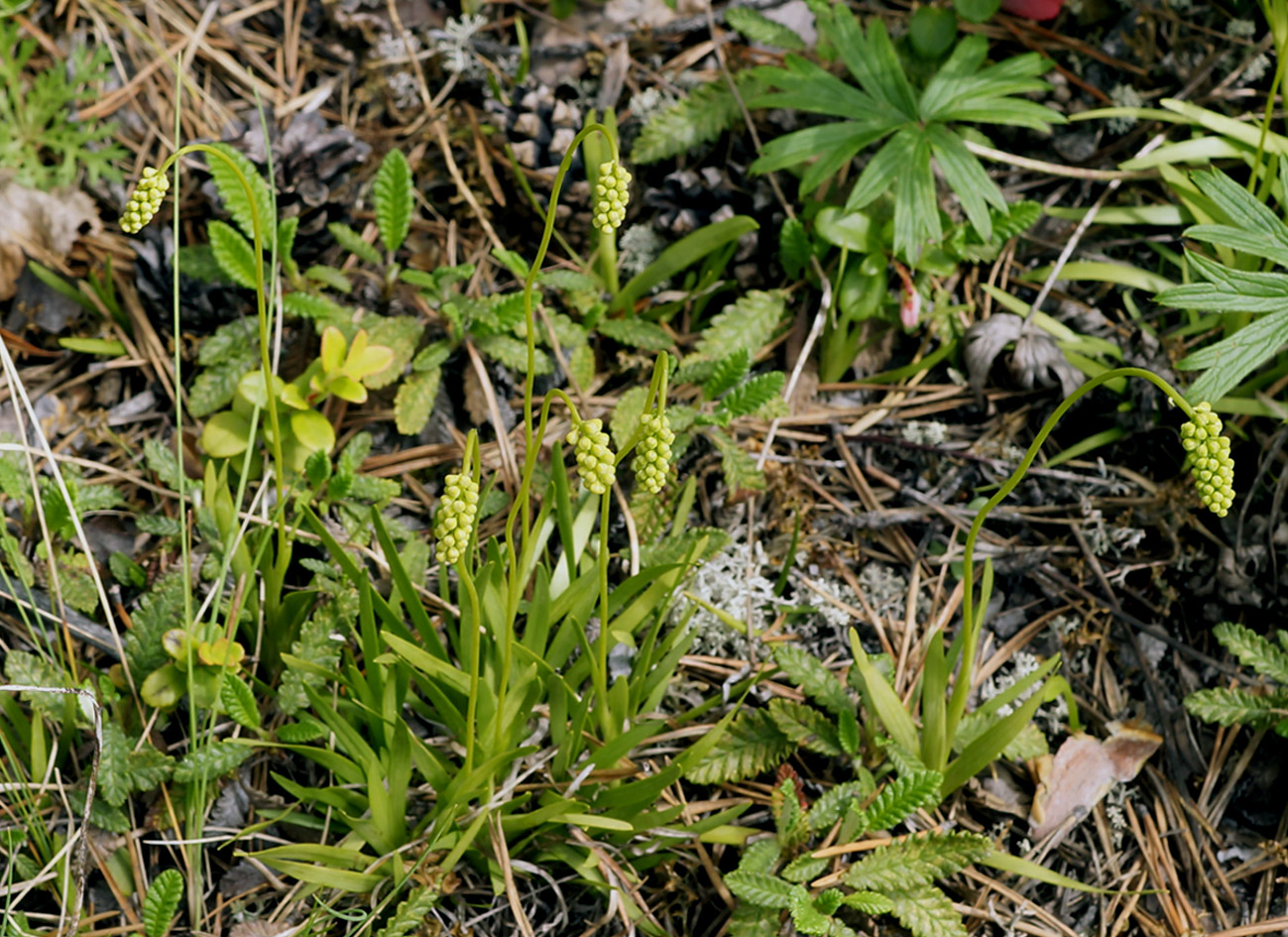 Image of Tofieldia cernua specimen.