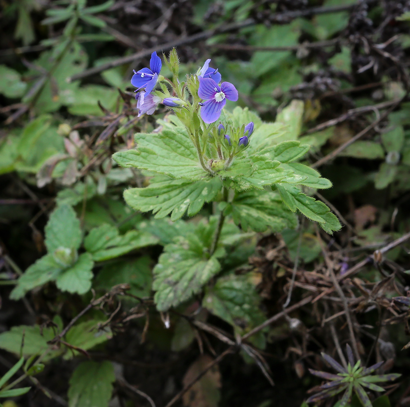 Image of Veronica chamaedrys specimen.