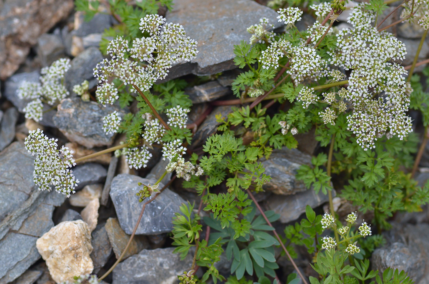 Image of Chaerophyllum humile specimen.