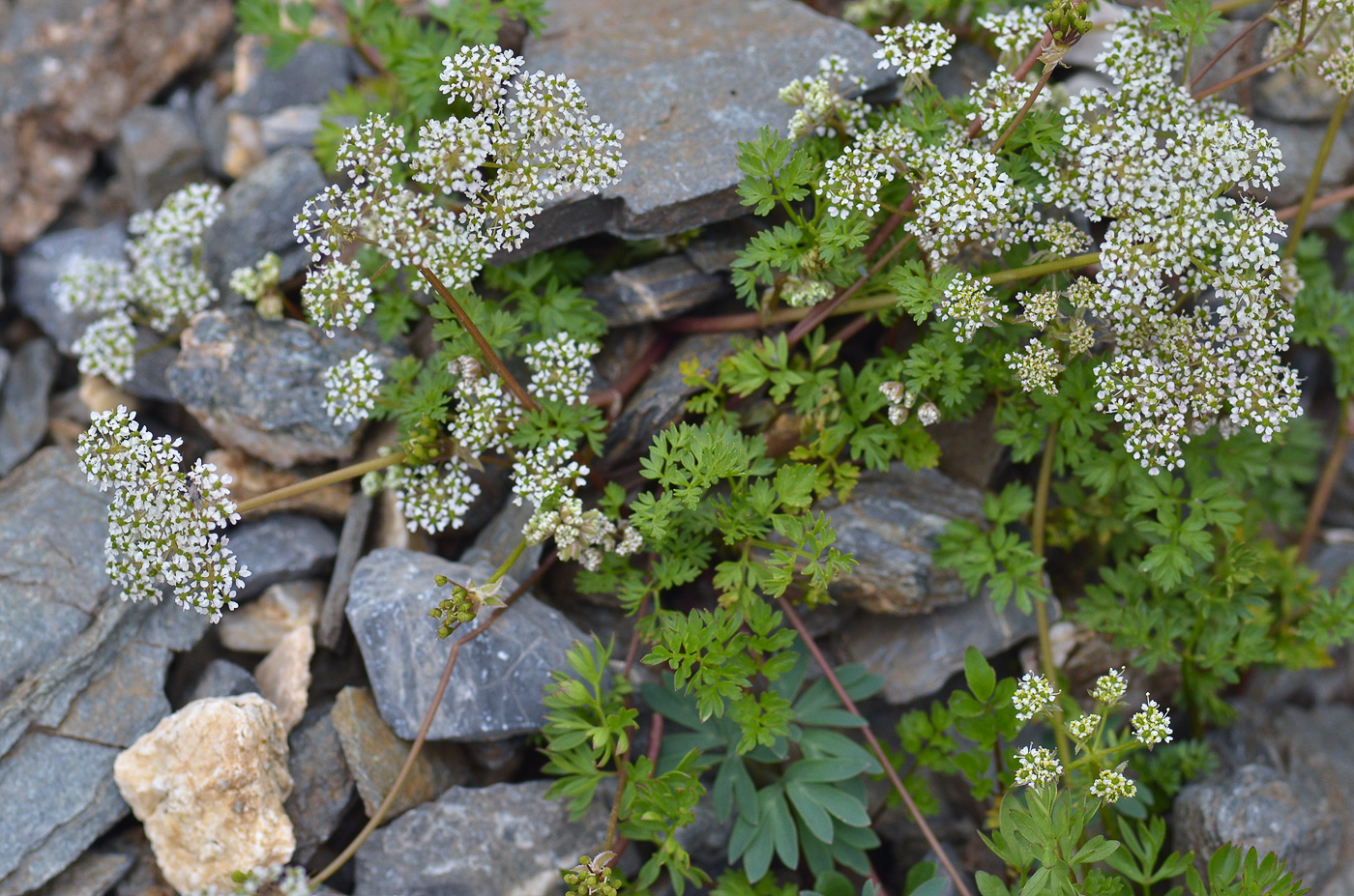 Изображение особи Chaerophyllum humile.