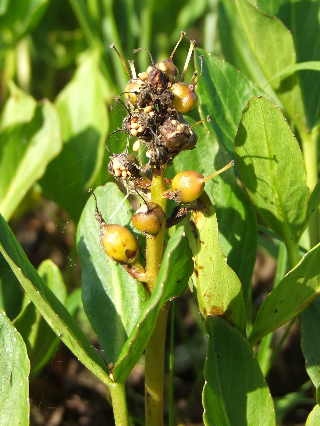 Image of Menyanthes trifoliata specimen.