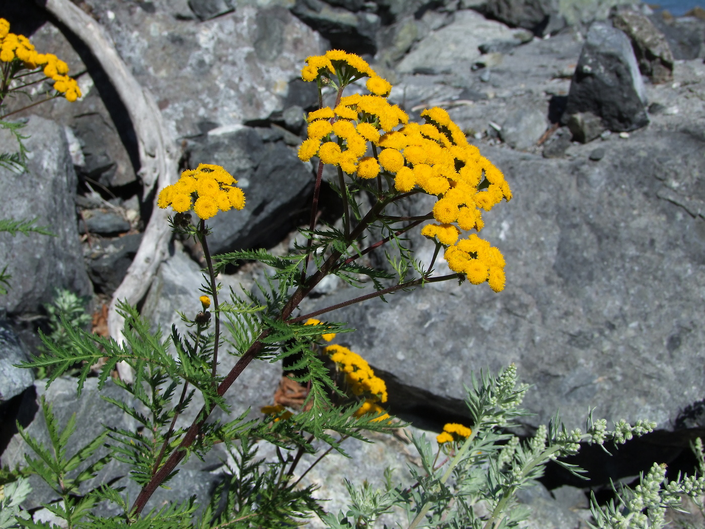 Изображение особи Tanacetum boreale.