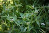 Gentiana cruciata. Верхушки зацветающих растений. Кировская обл., г. Киров, Ботанический сад Вятского государственного университета, в культуре. 31.07.2018.