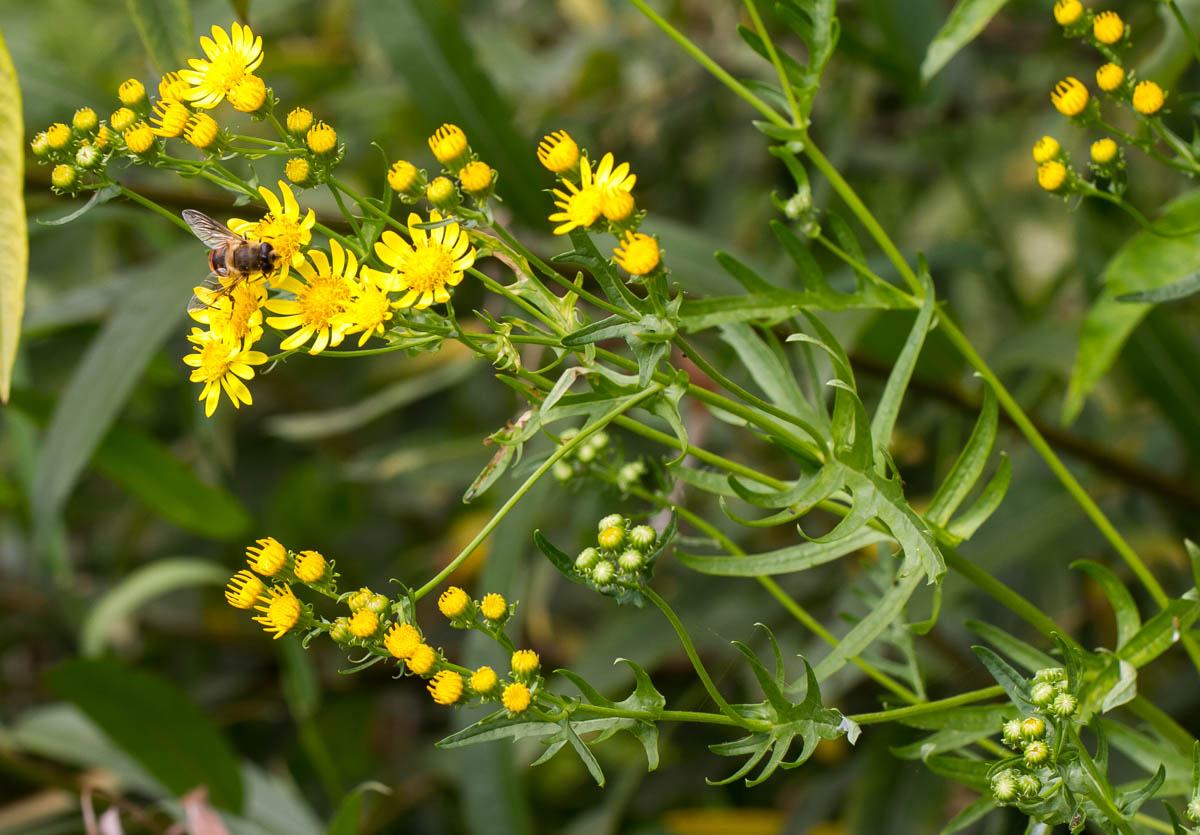 Изображение особи Senecio jacobaea.