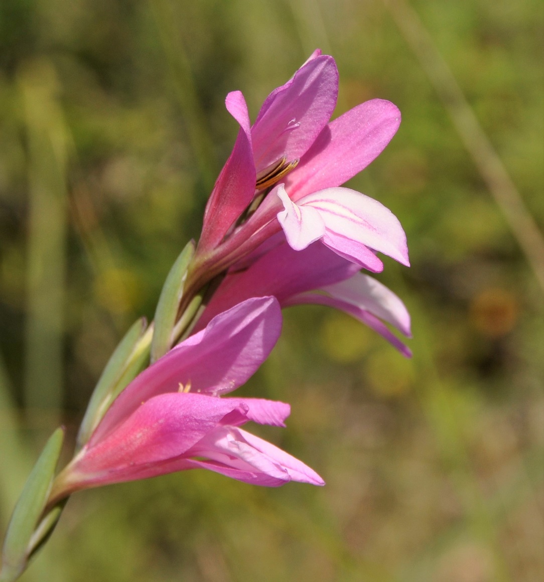 Image of Gladiolus triphyllus specimen.
