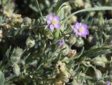 genus Spergularia