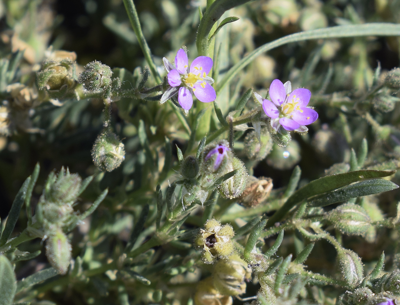 Image of genus Spergularia specimen.