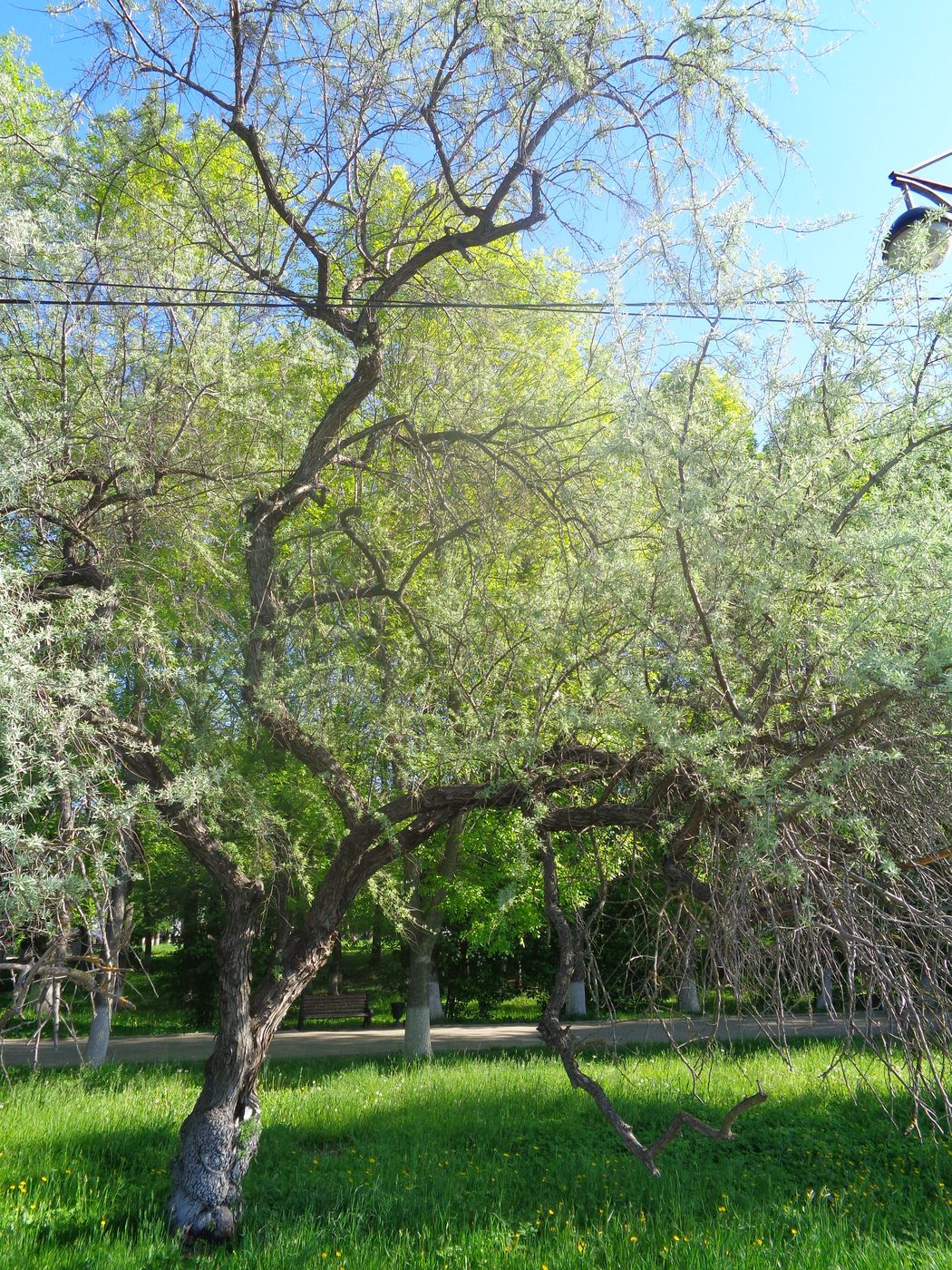 Изображение особи Elaeagnus angustifolia.