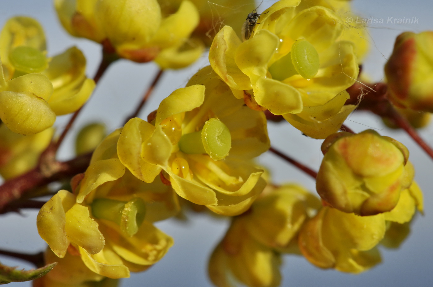 Изображение особи Berberis amurensis.