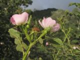 Rosa rubiginosa