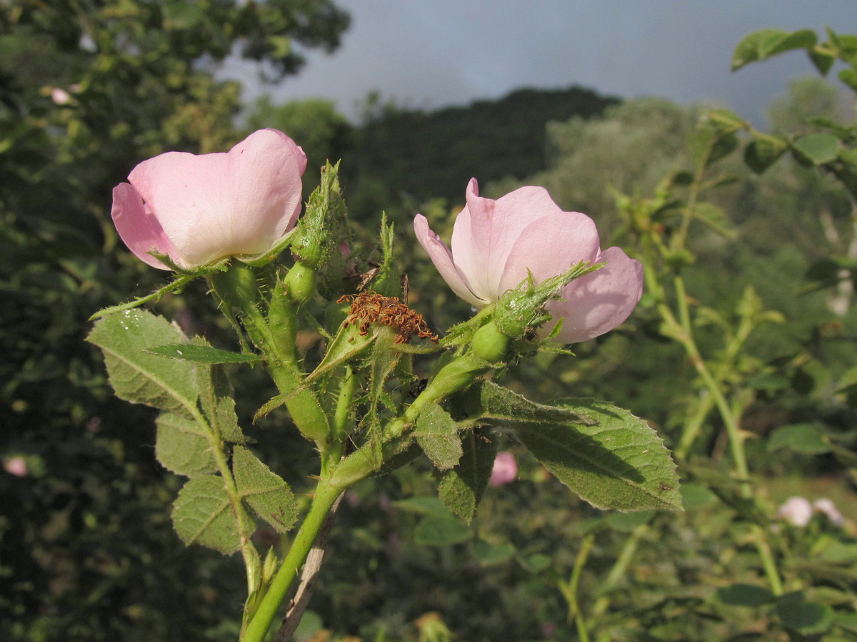 Image of Rosa rubiginosa specimen.