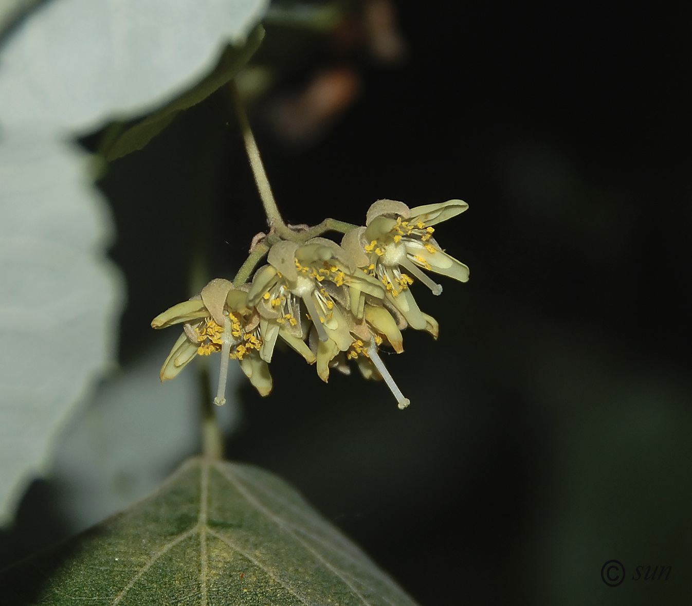 Image of Tilia mandshurica specimen.