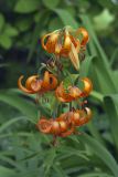 Lilium debile