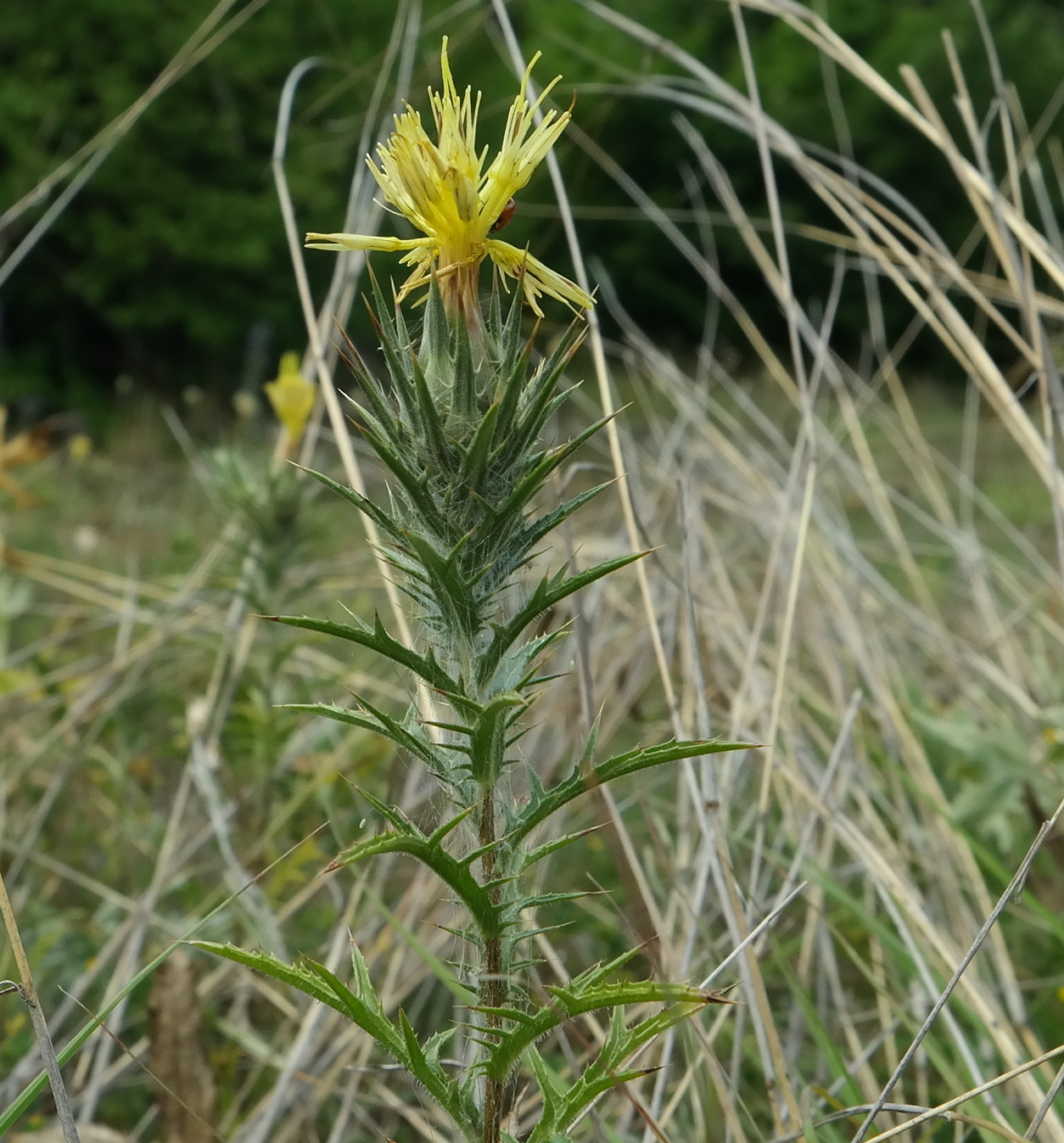 Изображение особи Carthamus lanatus.