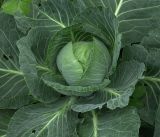 Brassica oleracea variety capitata. Вегетирующее растение. Московская обл., Раменский р-н, окр. дер. Хрипань, садовый участок. 10.07.2019.