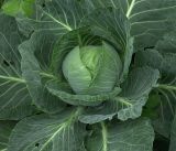 Brassica разновидность capitata