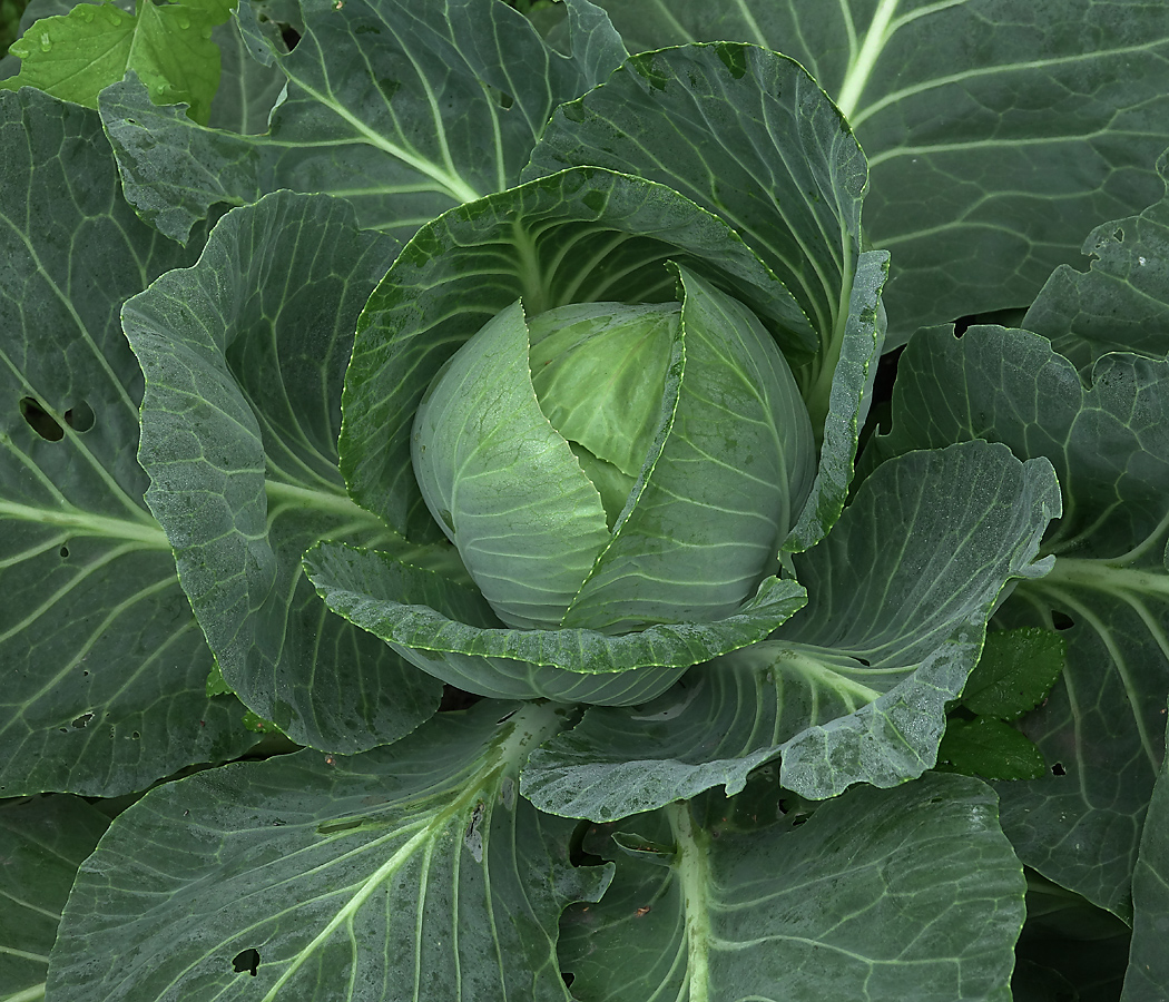 Изображение особи Brassica oleracea var. capitata.