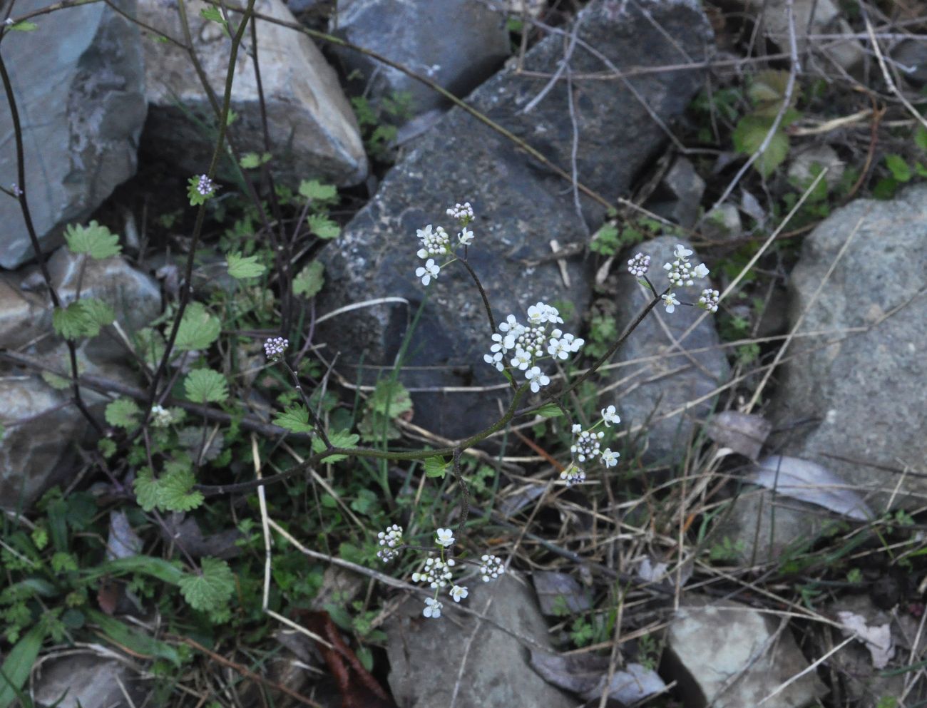 Image of Sobolewskia clavata specimen.