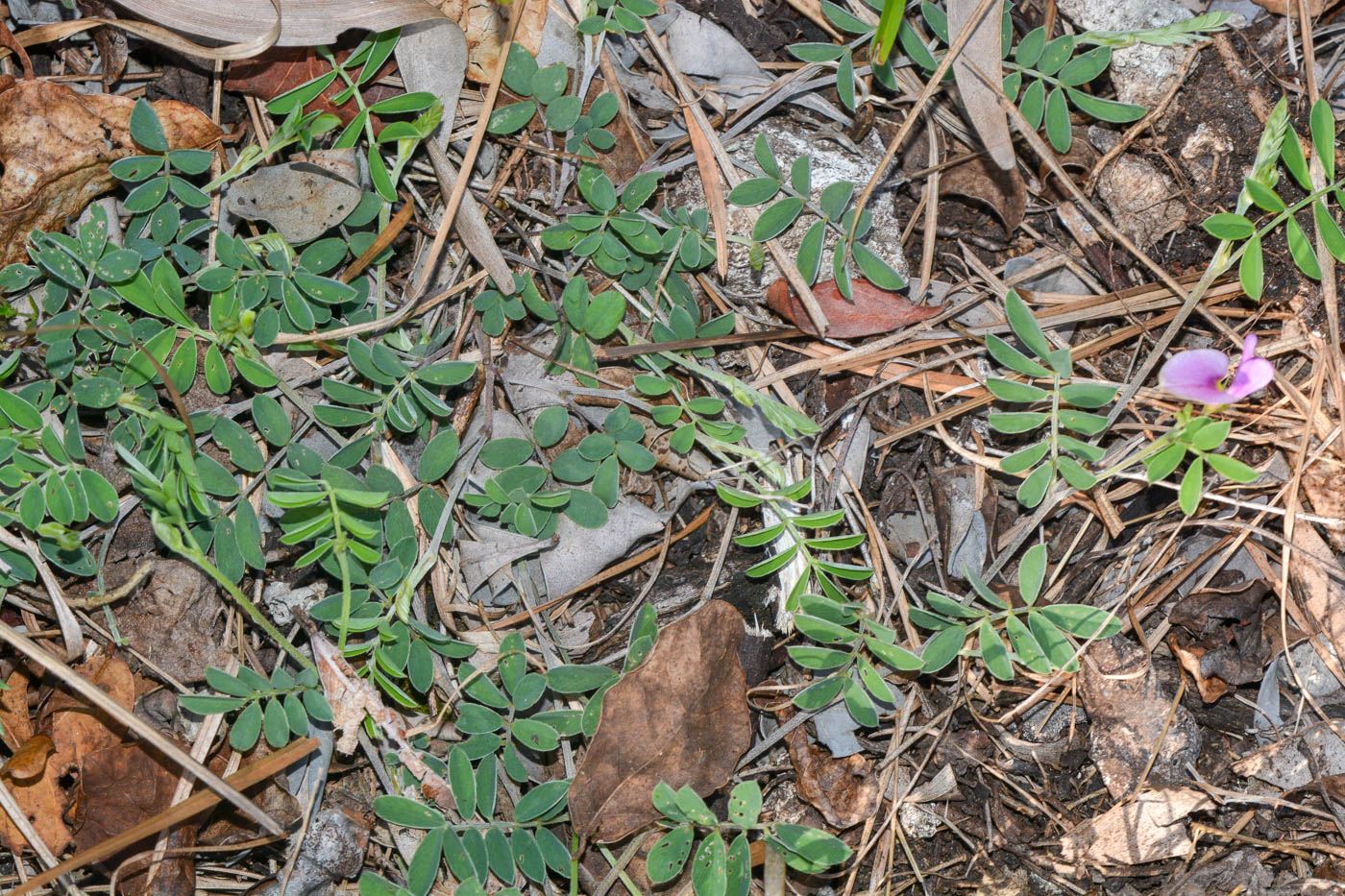 Image of Tephrosia uniflora specimen.