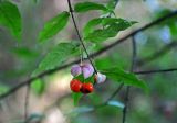 Euonymus verrucosus. Верхушка побега с плодом. Тверская обл., Конаковский р-н, побережье Иваньковского водохранилища, опушка сосняка. 25.08.2019.