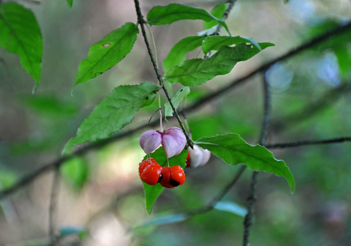 Image of Euonymus verrucosus specimen.